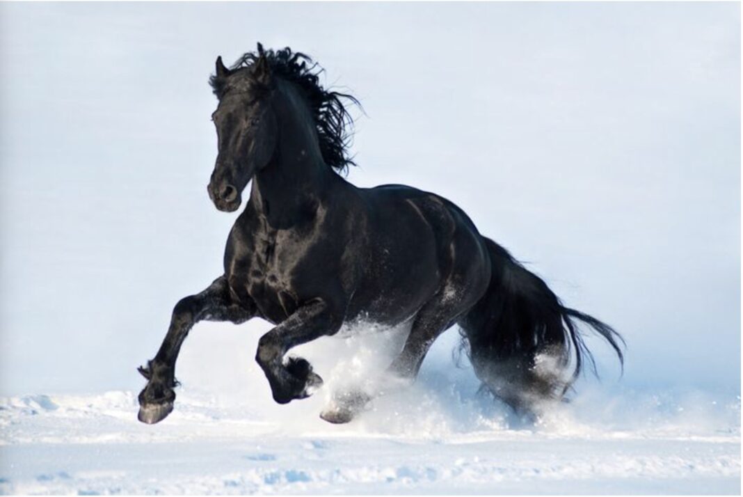 Dit Zijn De 15 Mooiste Paarden Ter Wereld Leef Spiritueel 