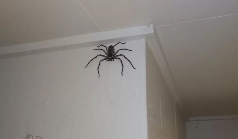 Deze gigantische spin woont al langer dan een jaar lang bij een gezin