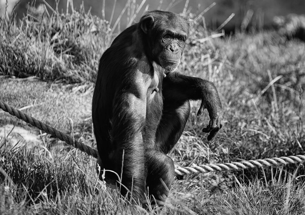 Vreselijk: Chimpansee sterft gruwelijke dood in Beekse Bergen