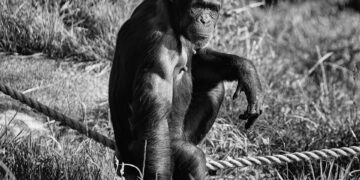 Vreselijk: Chimpansee sterft gruwelijke dood in Beekse Bergen