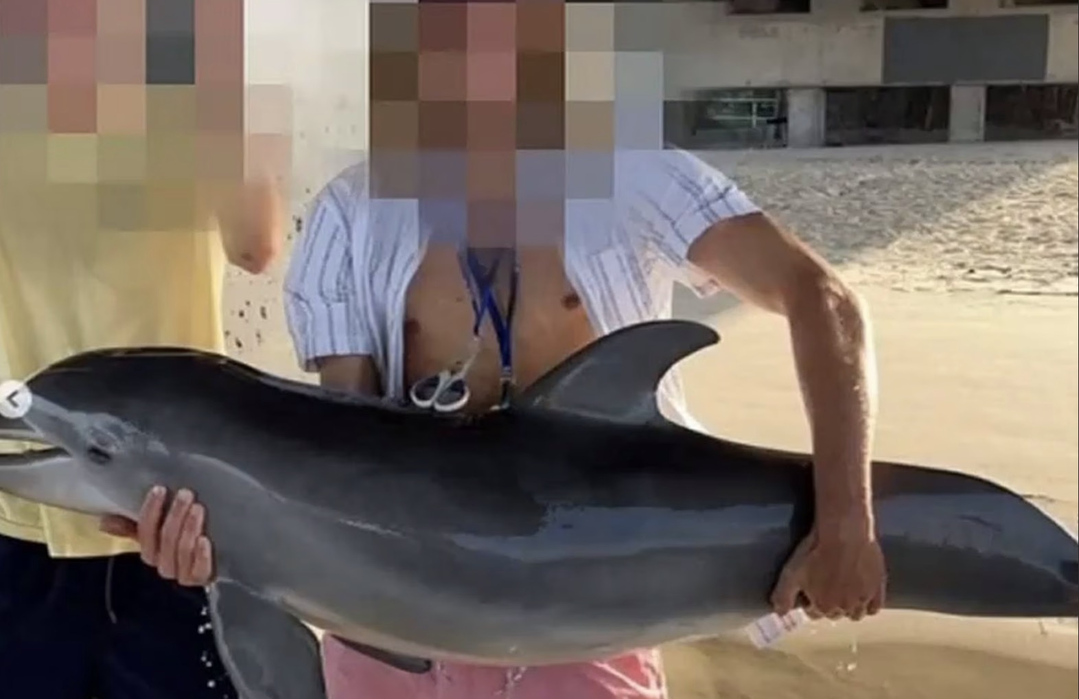 Babydolfijn sterft nadat tiener hem uit het water pakt om selfie te nemen